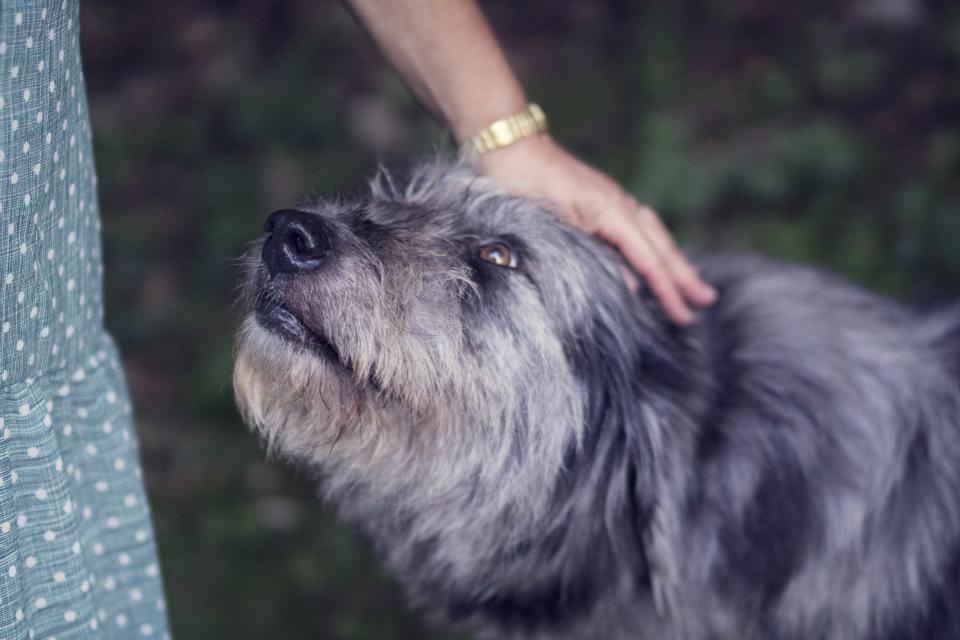An owner's hand resting on the head of an old grey-muzzled dog