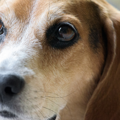 Nala, a twelve year old beagle