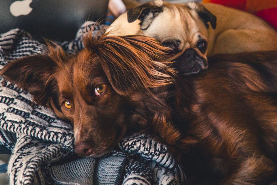 Dogs asleep on a blanket at home